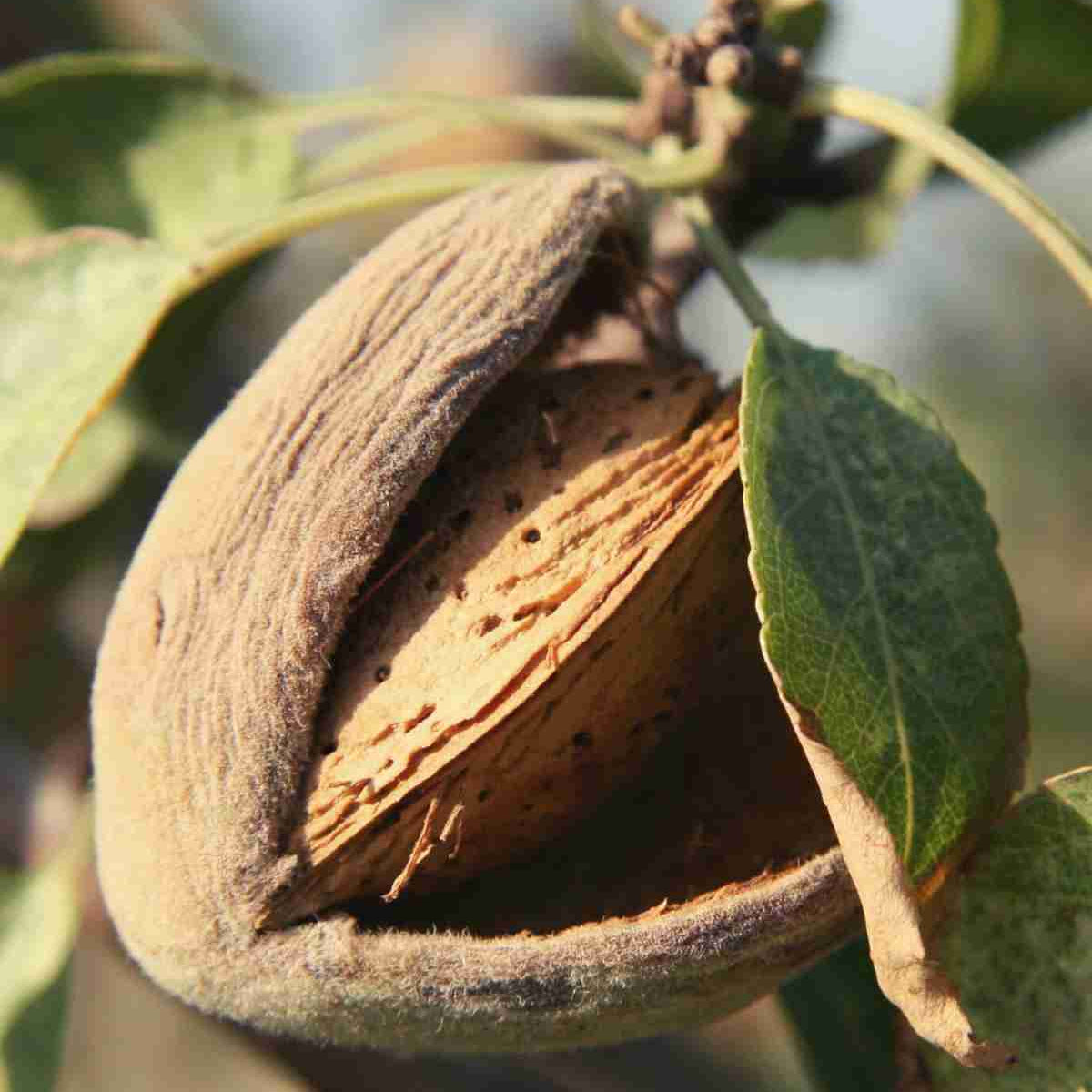 elm organics økologiske ingredienser mandelolje