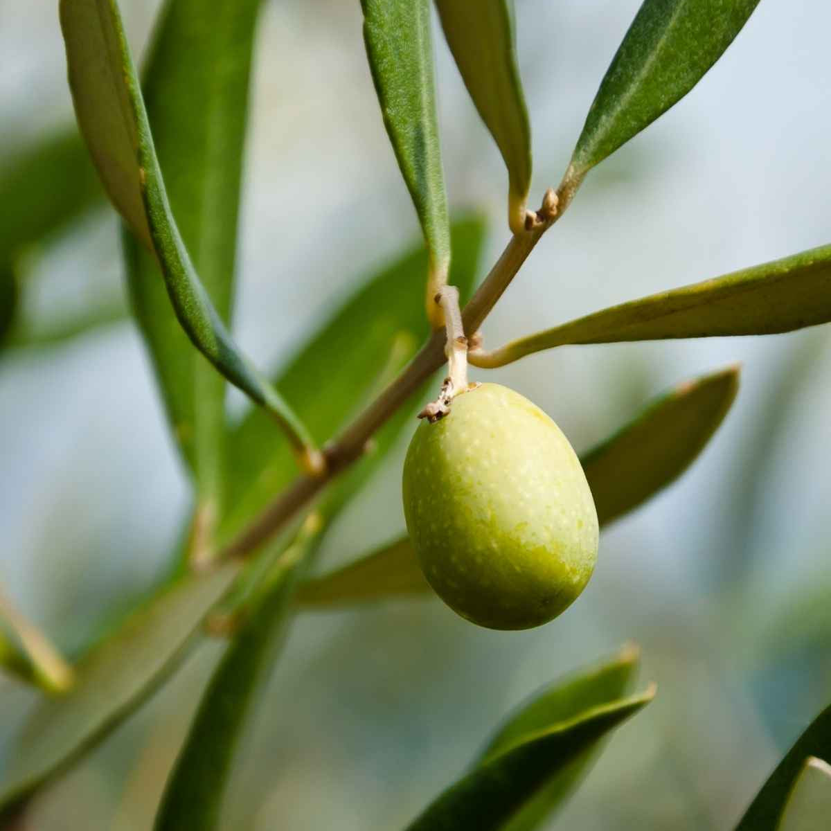 Naturlige og økologisk ingredienser - oliven