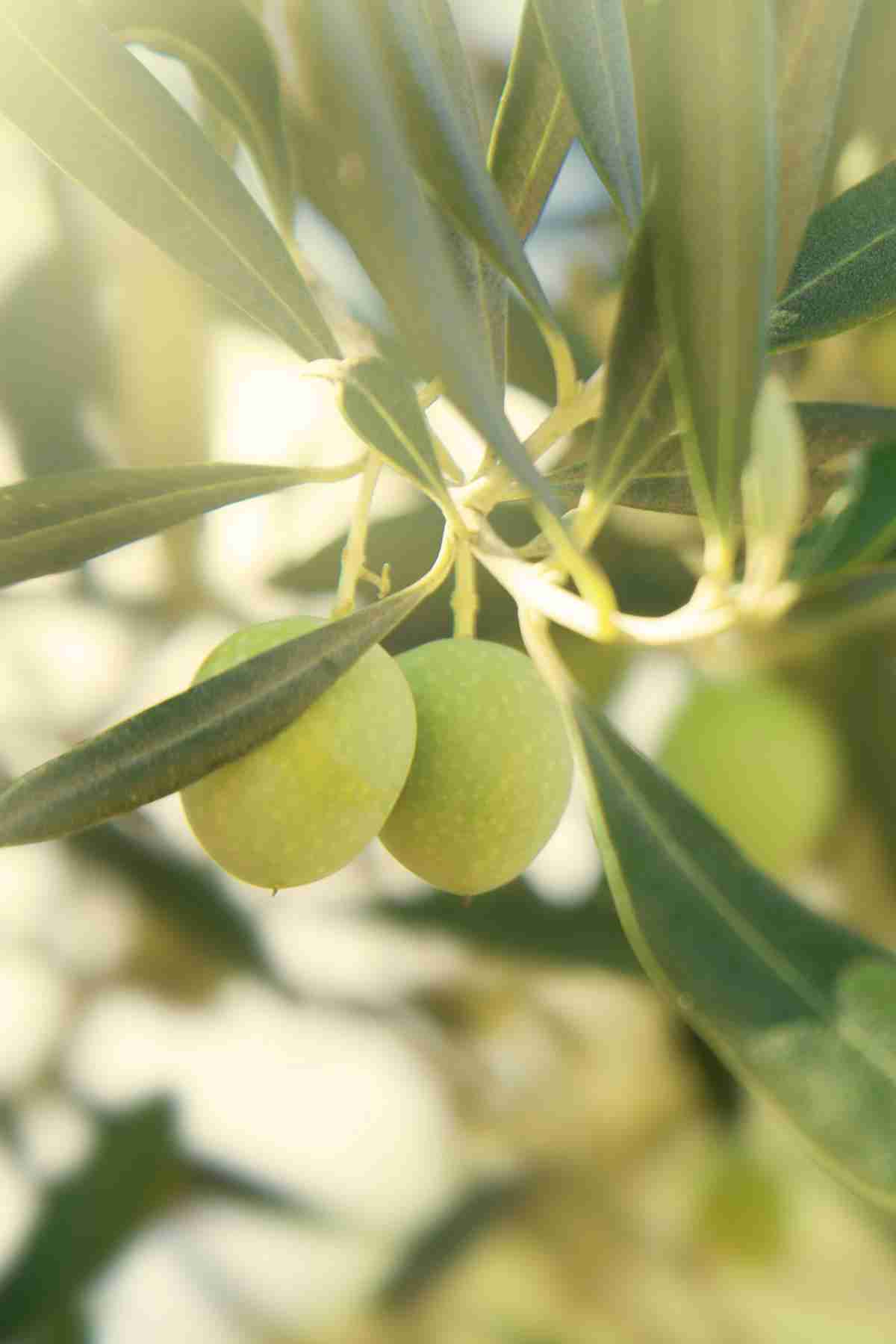 elm organics økologiske ingredienser olivenolje